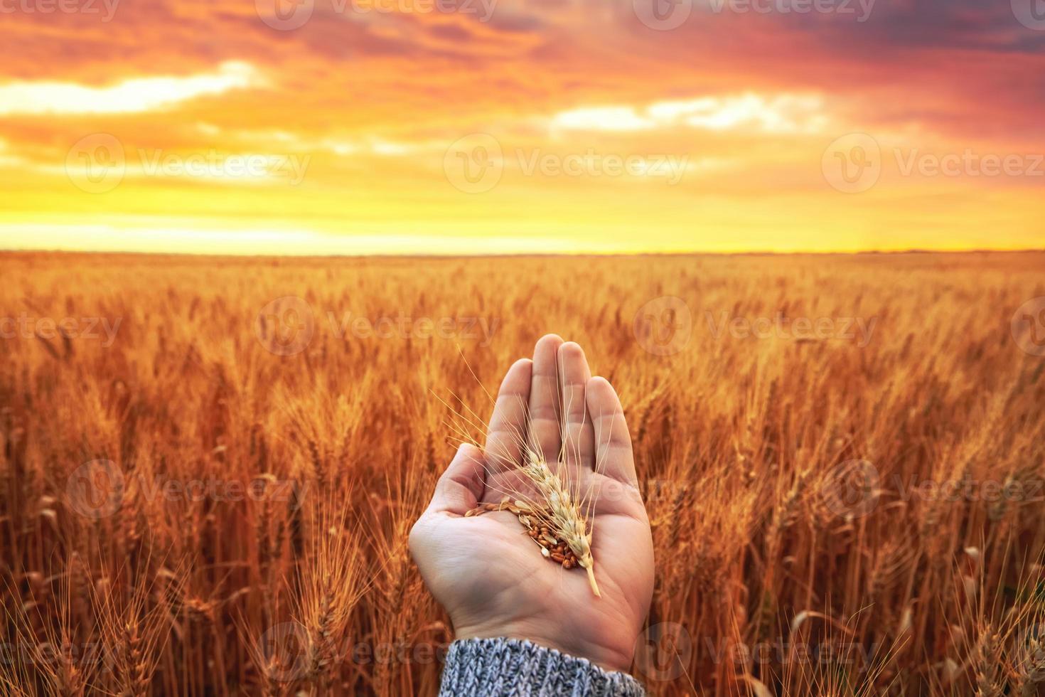 orejas doradas en la mano en el campo de trigo. foto