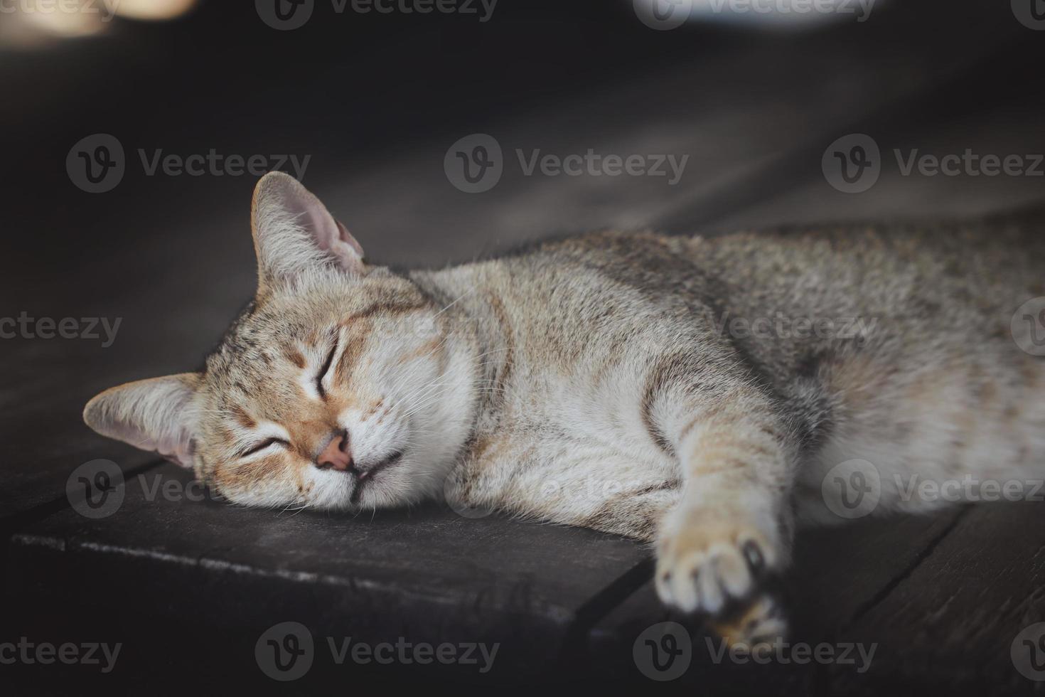 portrait of a grey cat with stripes is lying on a wooden table. Happily, close-up, selective focus. photo