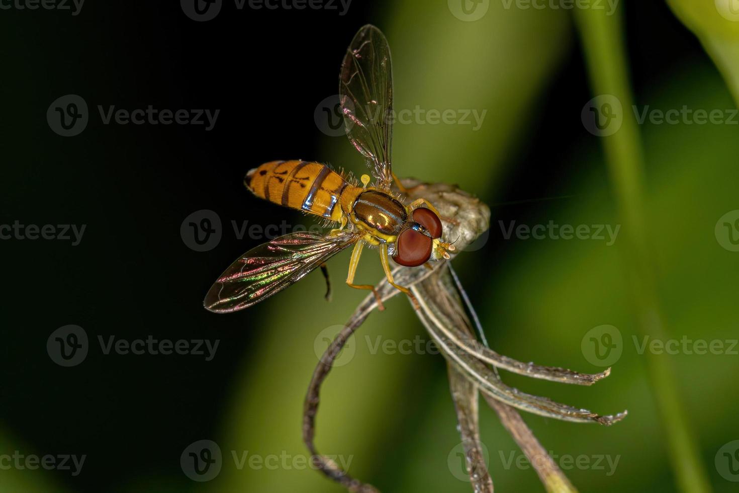 Adult Calligrapher Fly photo