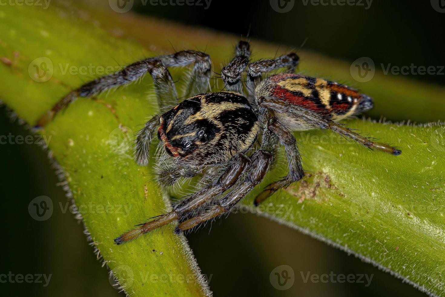 pequeña araña saltadora foto