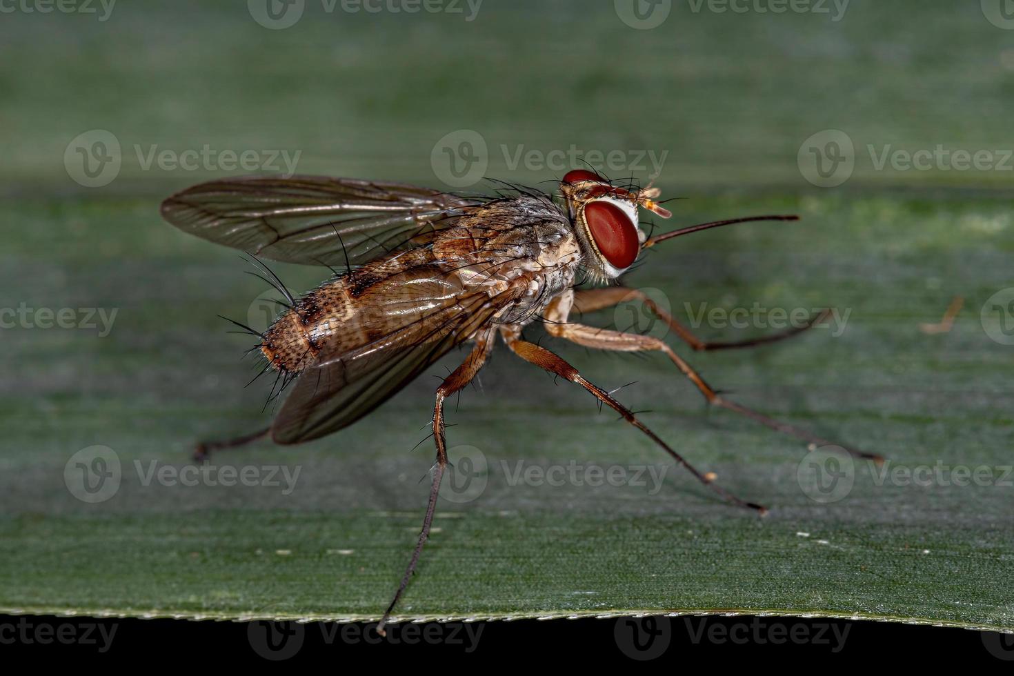 Adult Bristle Fly photo