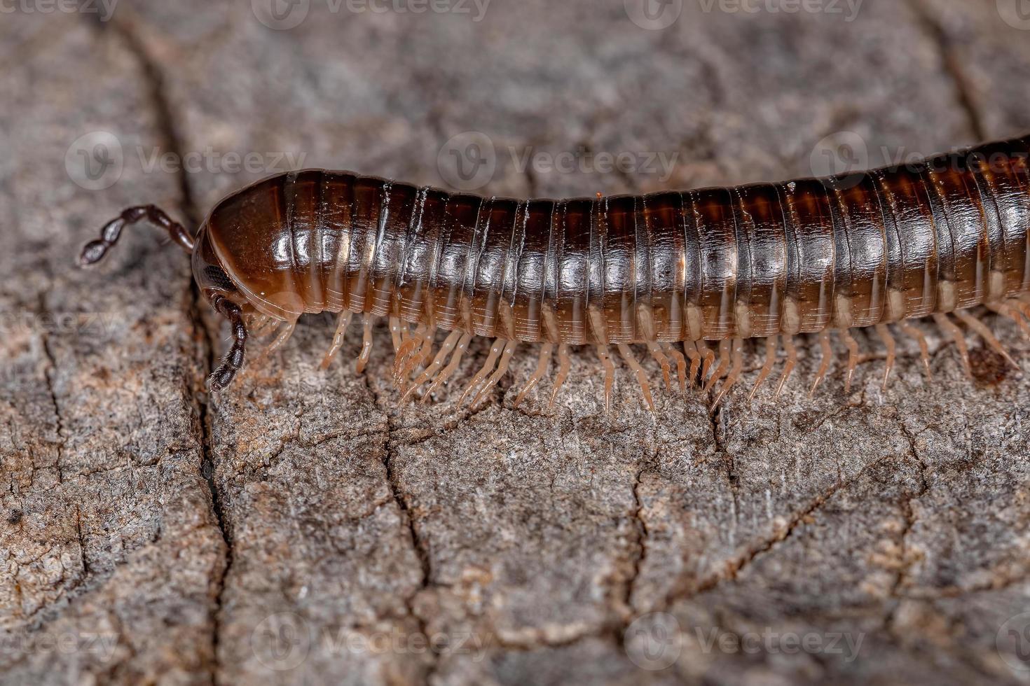 Adult Common Brown Millipede photo