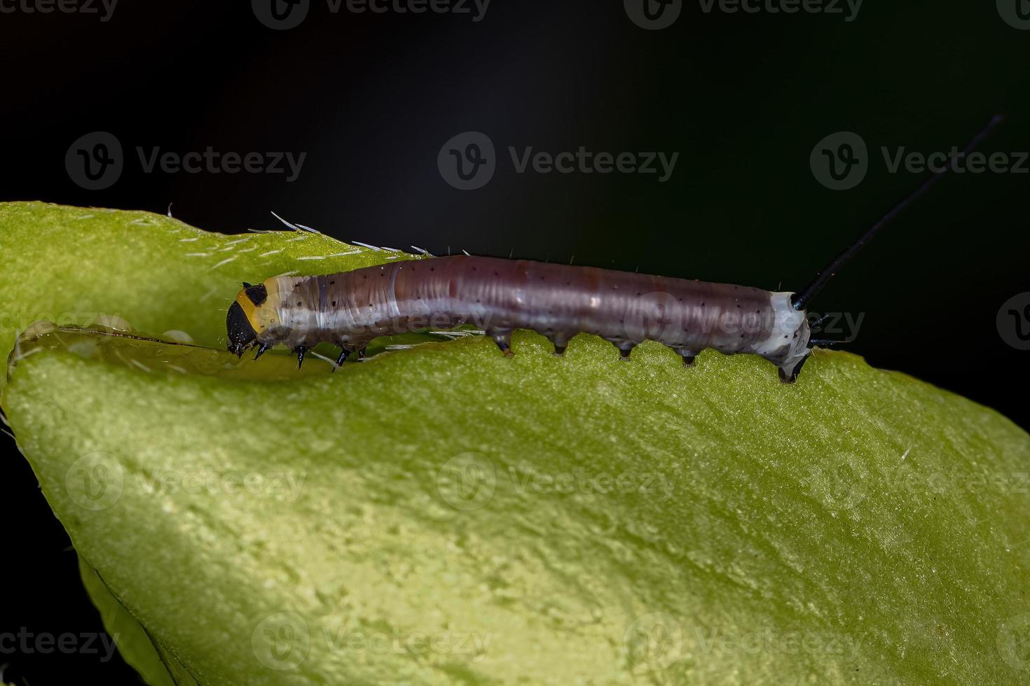 macroglosina esfinge polilla oruga foto