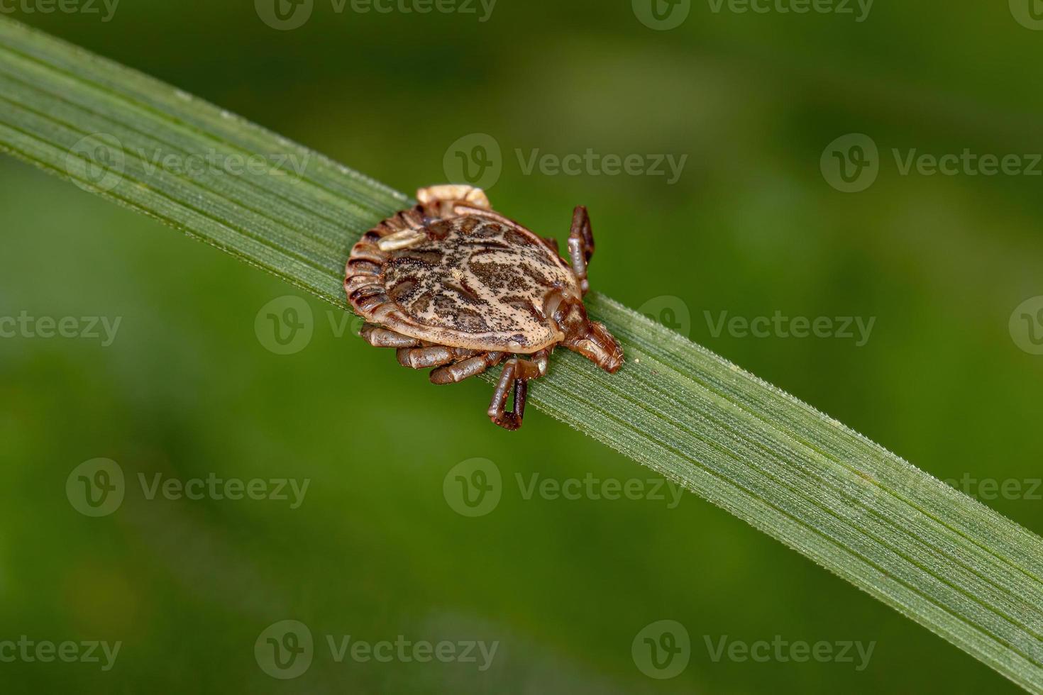 Male Adult Cayenne Tick photo