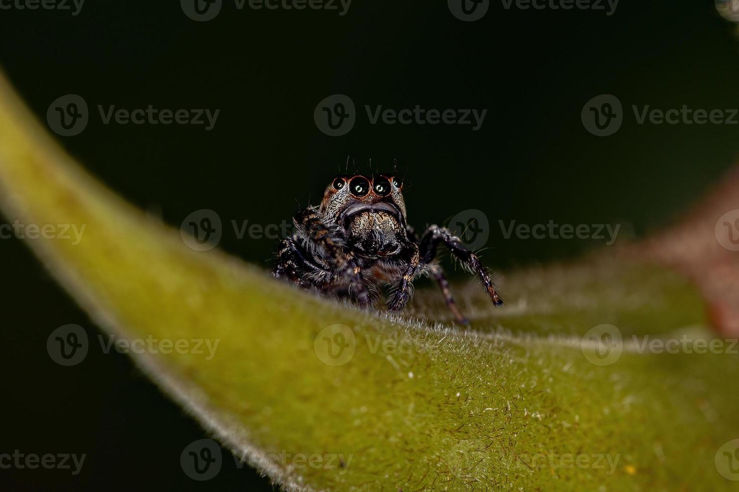 Adult Male Jumping Spider photo