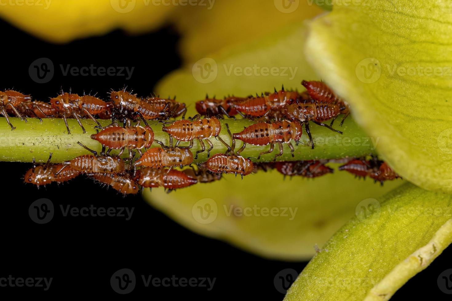 Treehopper Nymphs Insects photo