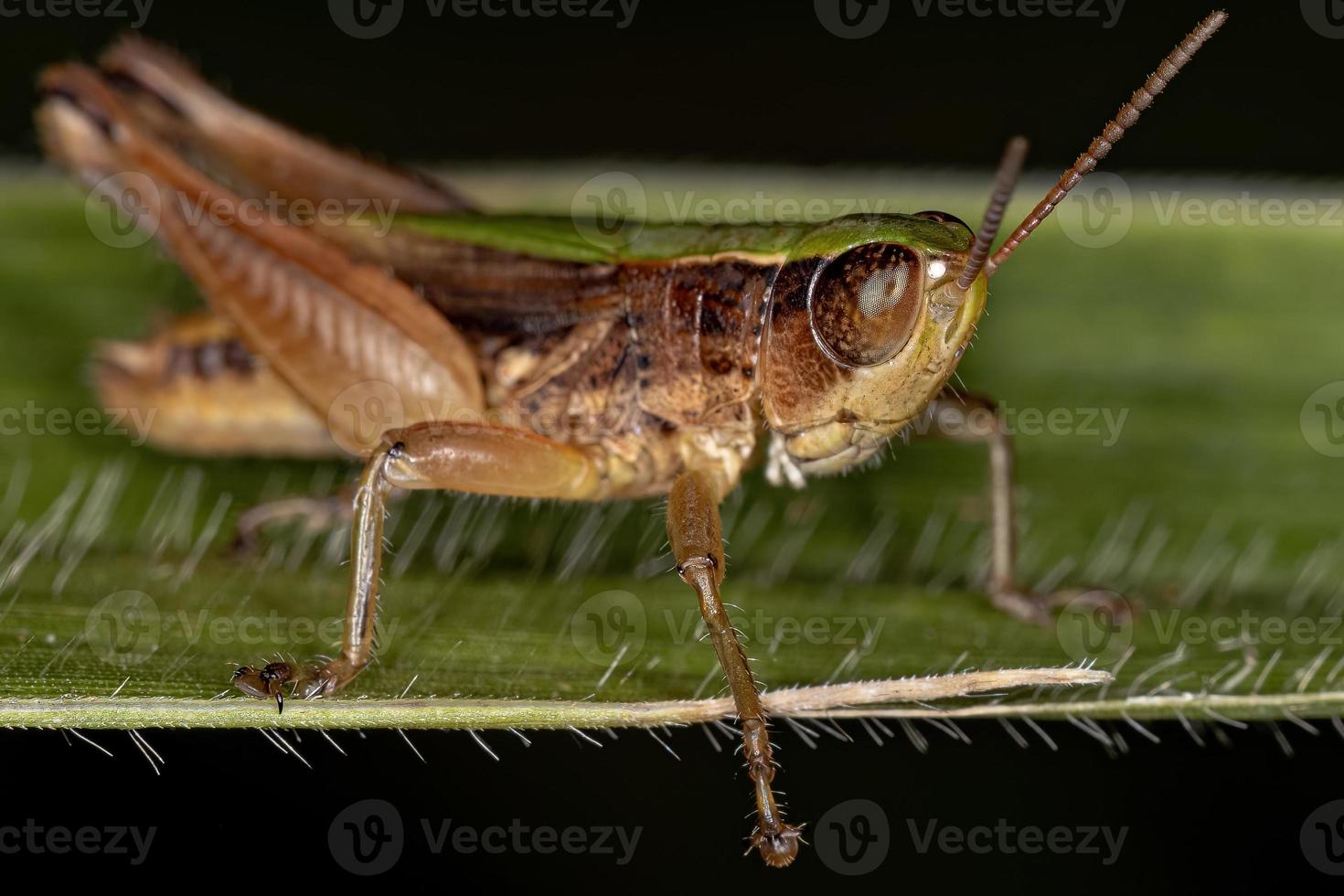 Adult Stridulating Slant-faced Grasshopper photo