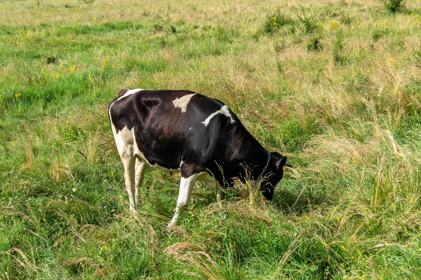 Photography on theme beautiful big milk cow photo