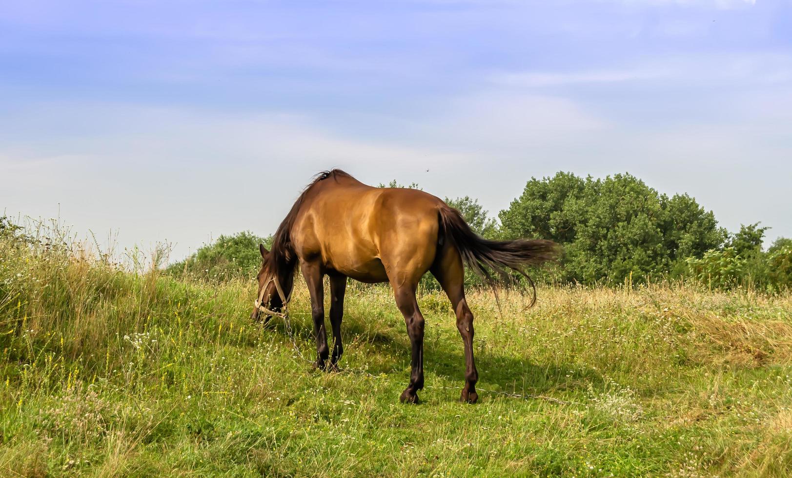 Hermoso semental de caballo marrón salvaje en la pradera de flores de verano foto