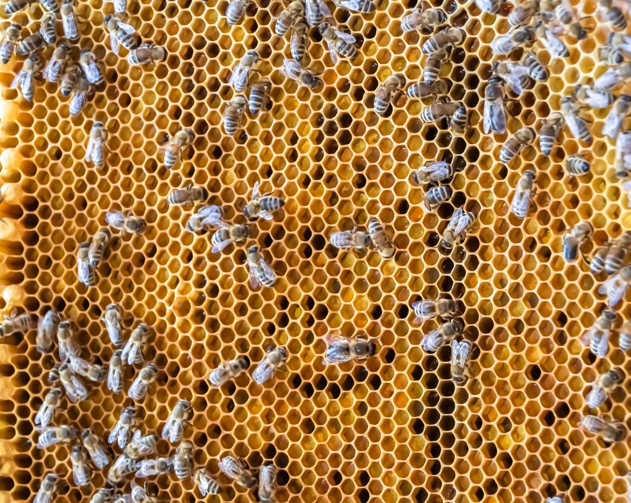 Honeycomb from bee hive filled with golden honey photo