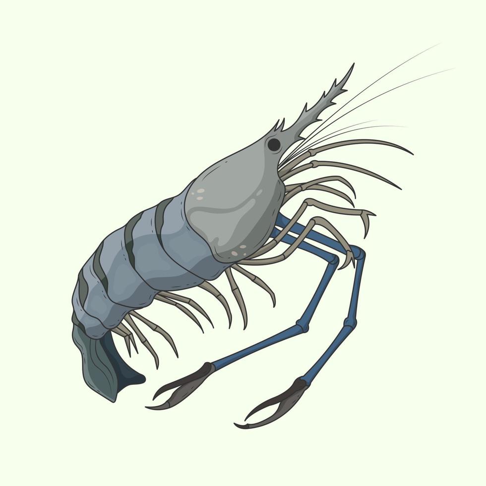 Vector hand drawn create design, Giant freshwater prawn, shrimp, Cartoon outline on soft background.