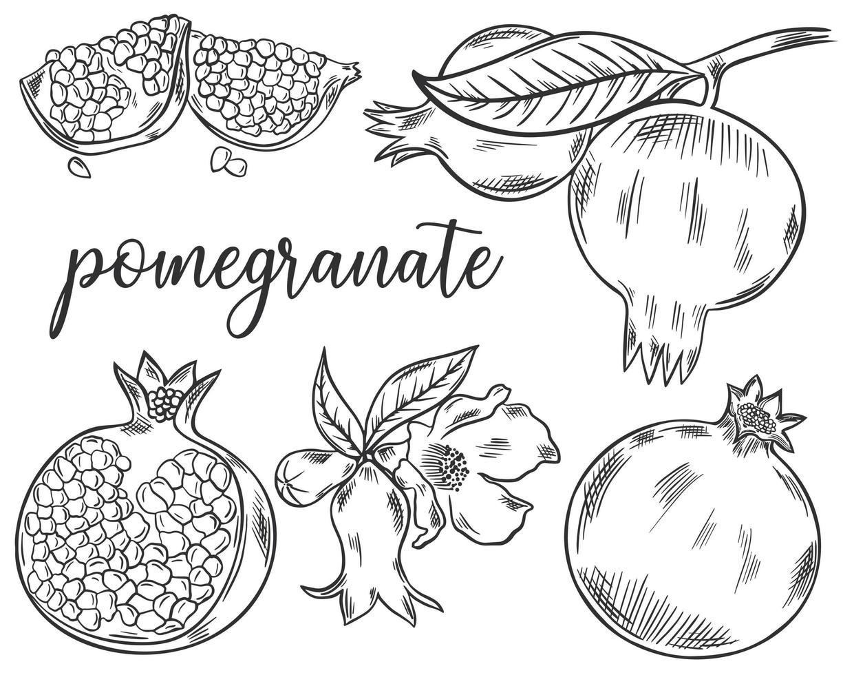 conjunto, de, bosquejo, granada, frutas vector