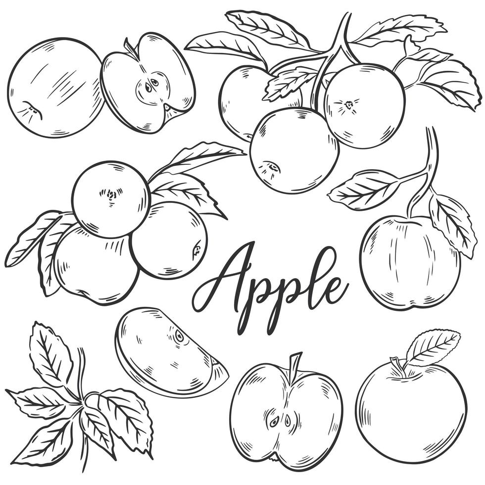 Apples sketch hand drawn set vector