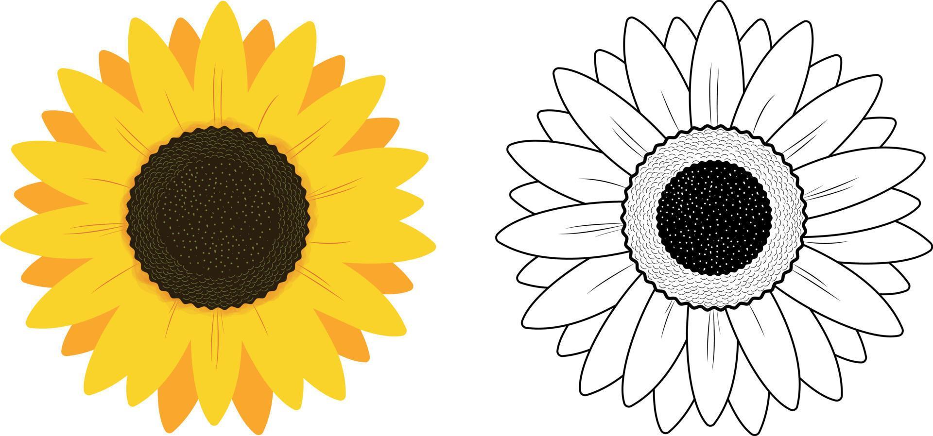 Sunflower Illustration on White background, Free Vector 5488254 Vector Art at Vecteezy