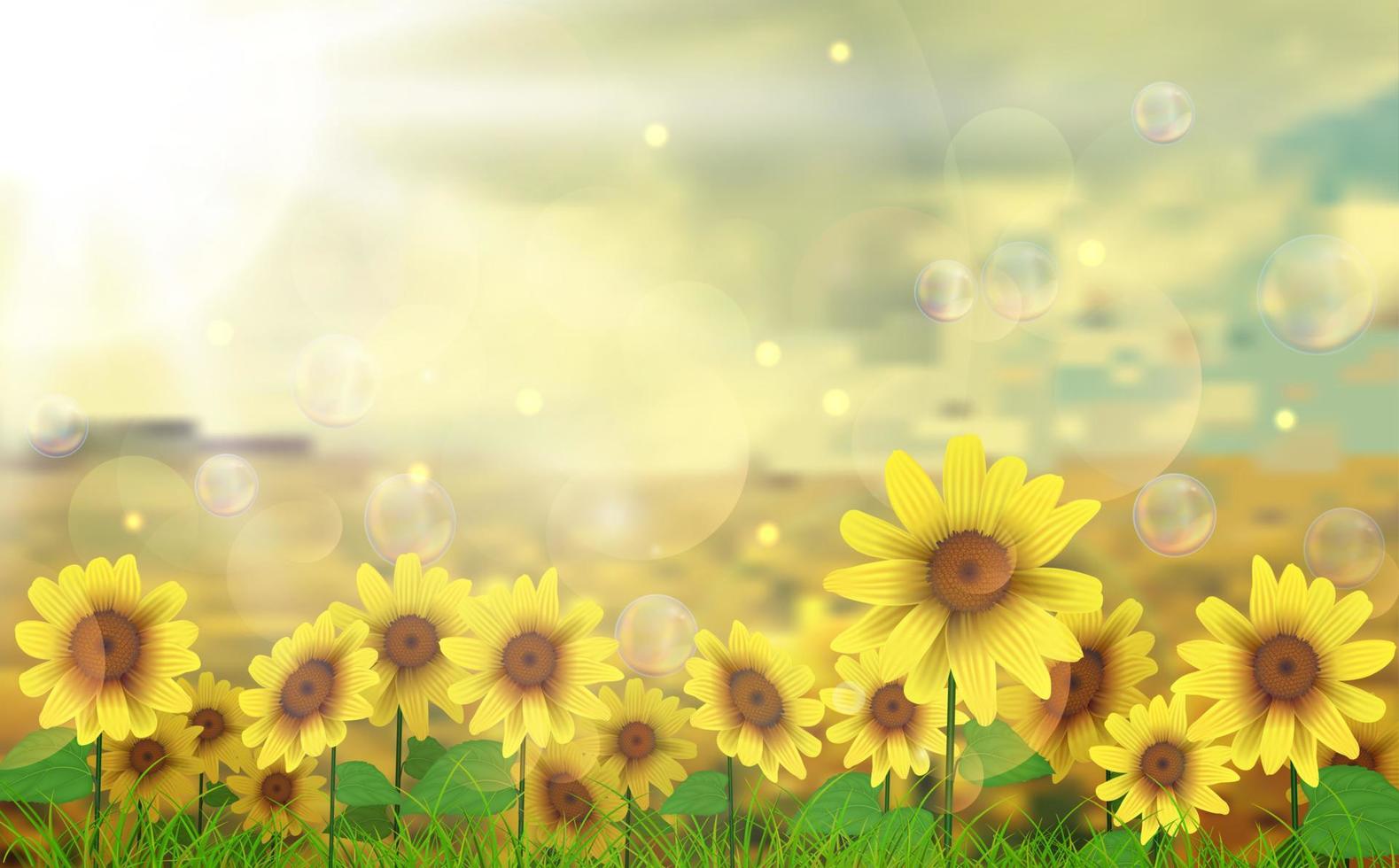 Summer sun over the sunflower field vector