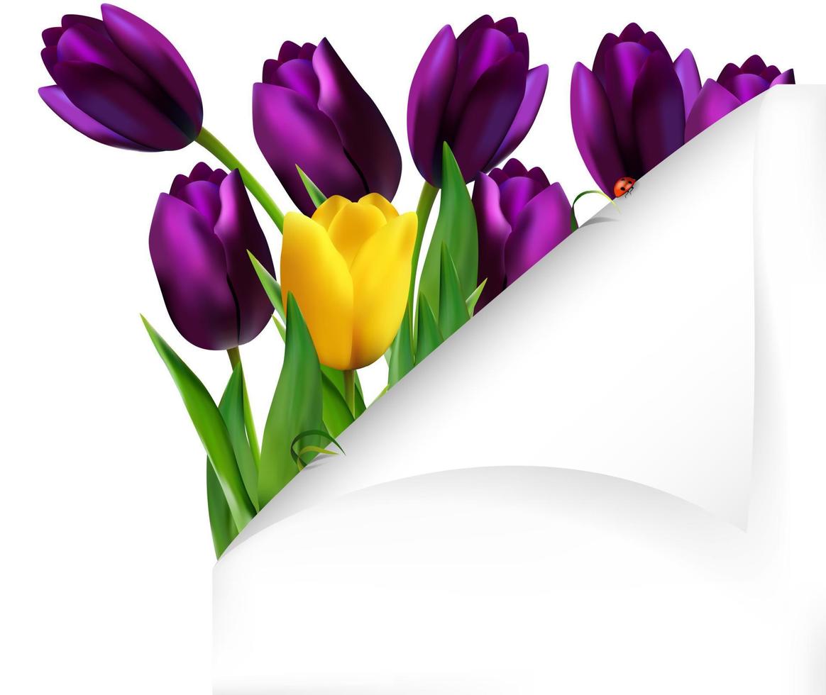 Tulips flowers yellow and purple with folded paper vector