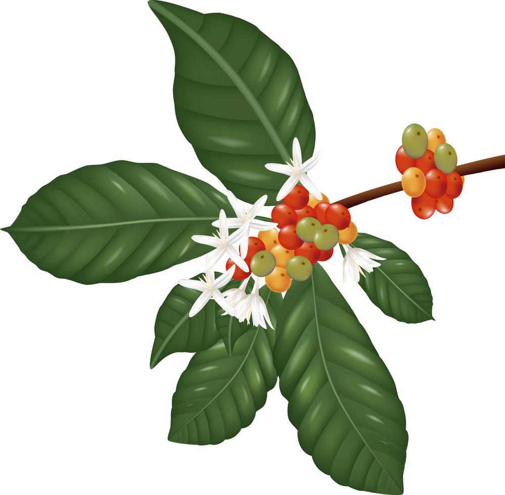 ilustración de la rama de especies de café con bayas de café y flor vector
