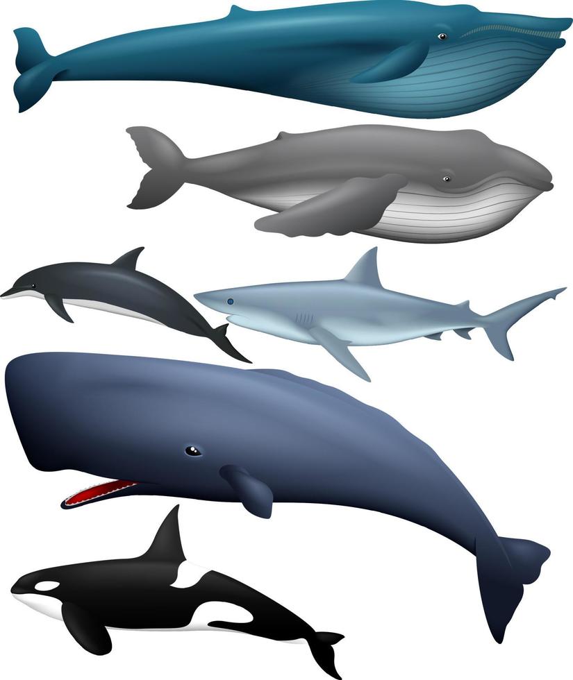 Illustration of collection of fish vector