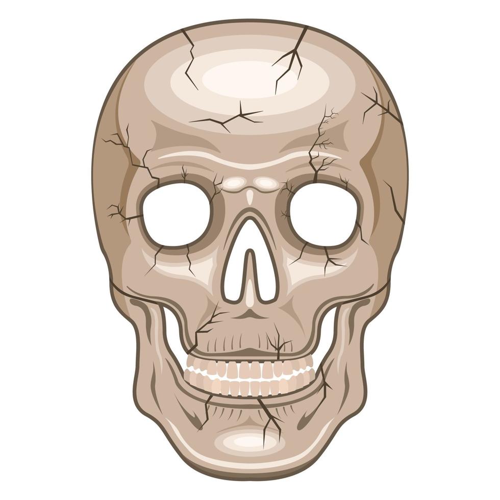 Human Skull front view cartoon style isolated white background vector