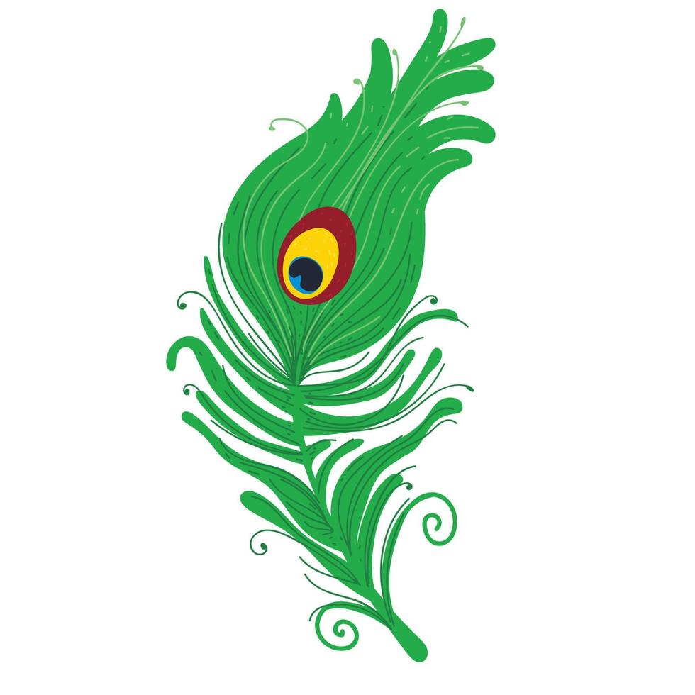 pluma de pavo real. penacho de pavo real. ilustración vectorial vector