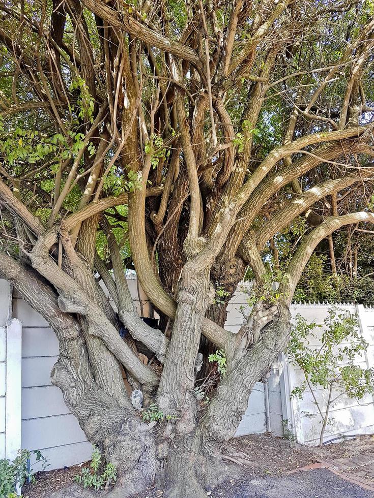 Big African unique and multi-stemmed tree in Cape Town. photo