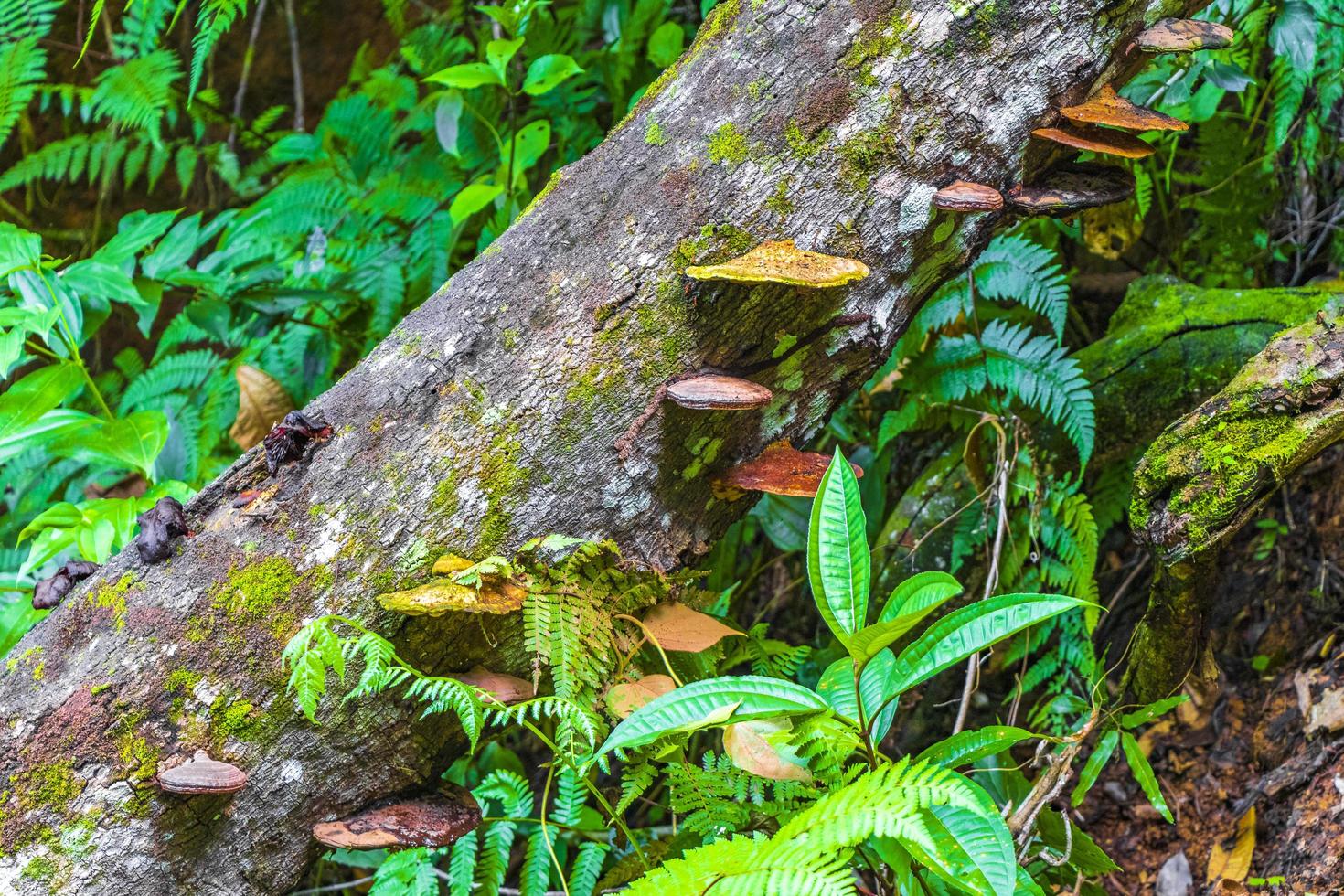 Moss mushrooms fungi lichens on tree natural tropical jungle Brazil. photo