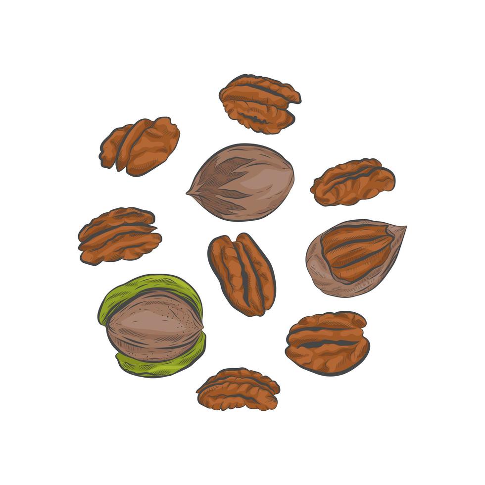 Pecan nut hand drawn vector sketch.