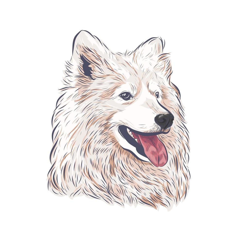 Samoyed dog vector isolated.