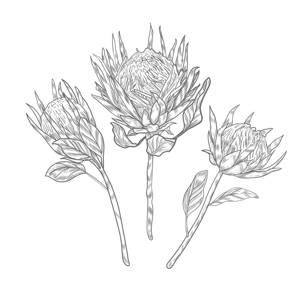 Three protea flowers on the long stems sketch. vector