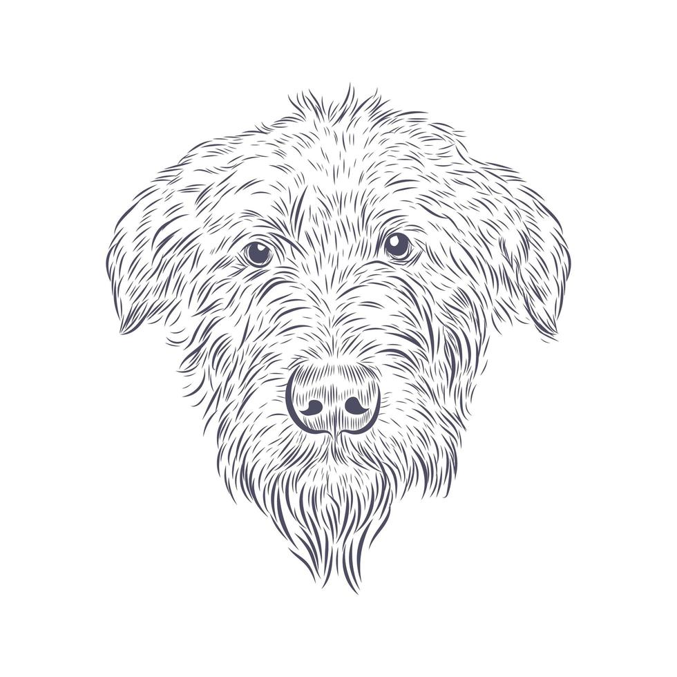 Irish wolfhound dog head isolated on white background. vector