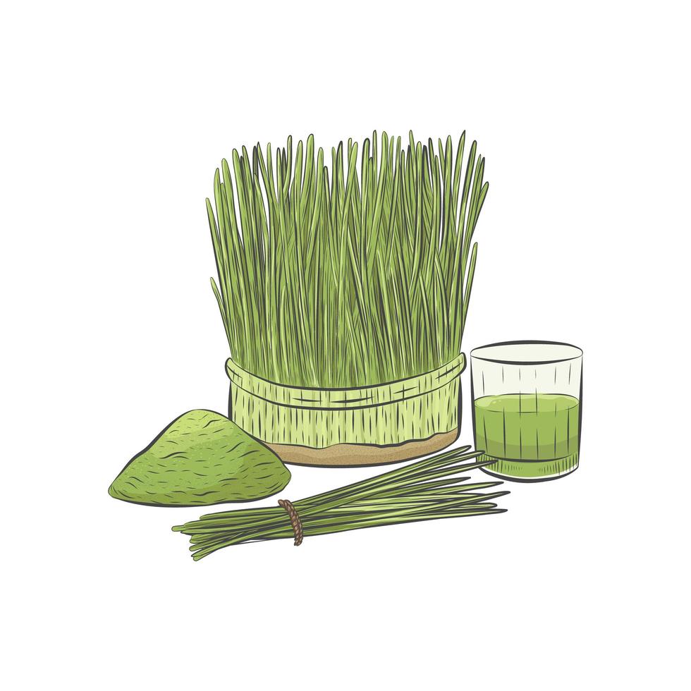 Wheat grass growing in pot vector. Glass of green raw juice. vector