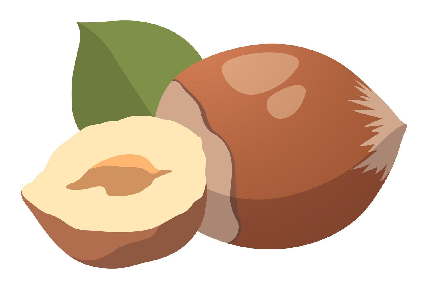 Realistic fresh hazelnut nuts white background - Vector