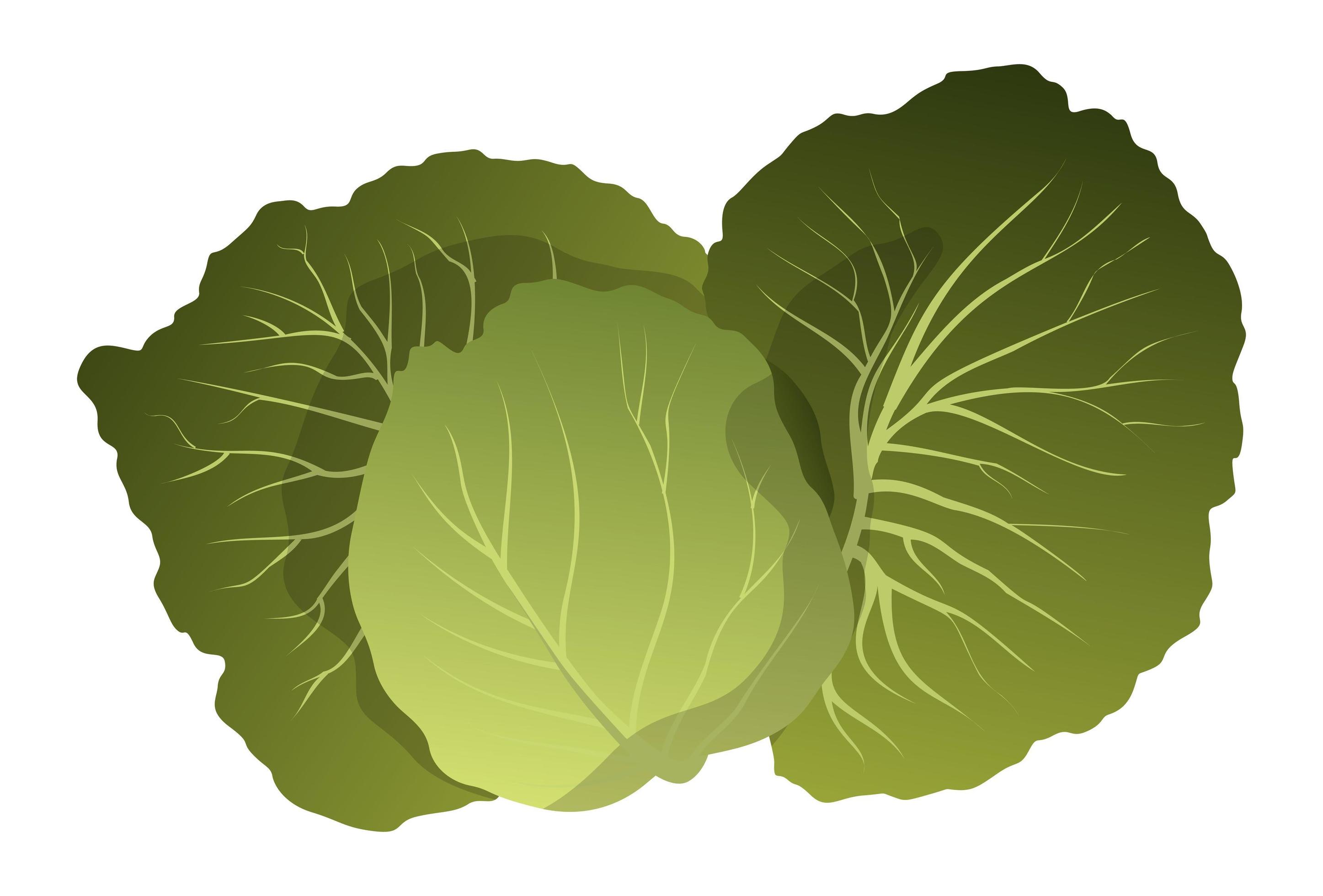 Realistic fresh lettuce leaves white background Vector 5490463 Vector