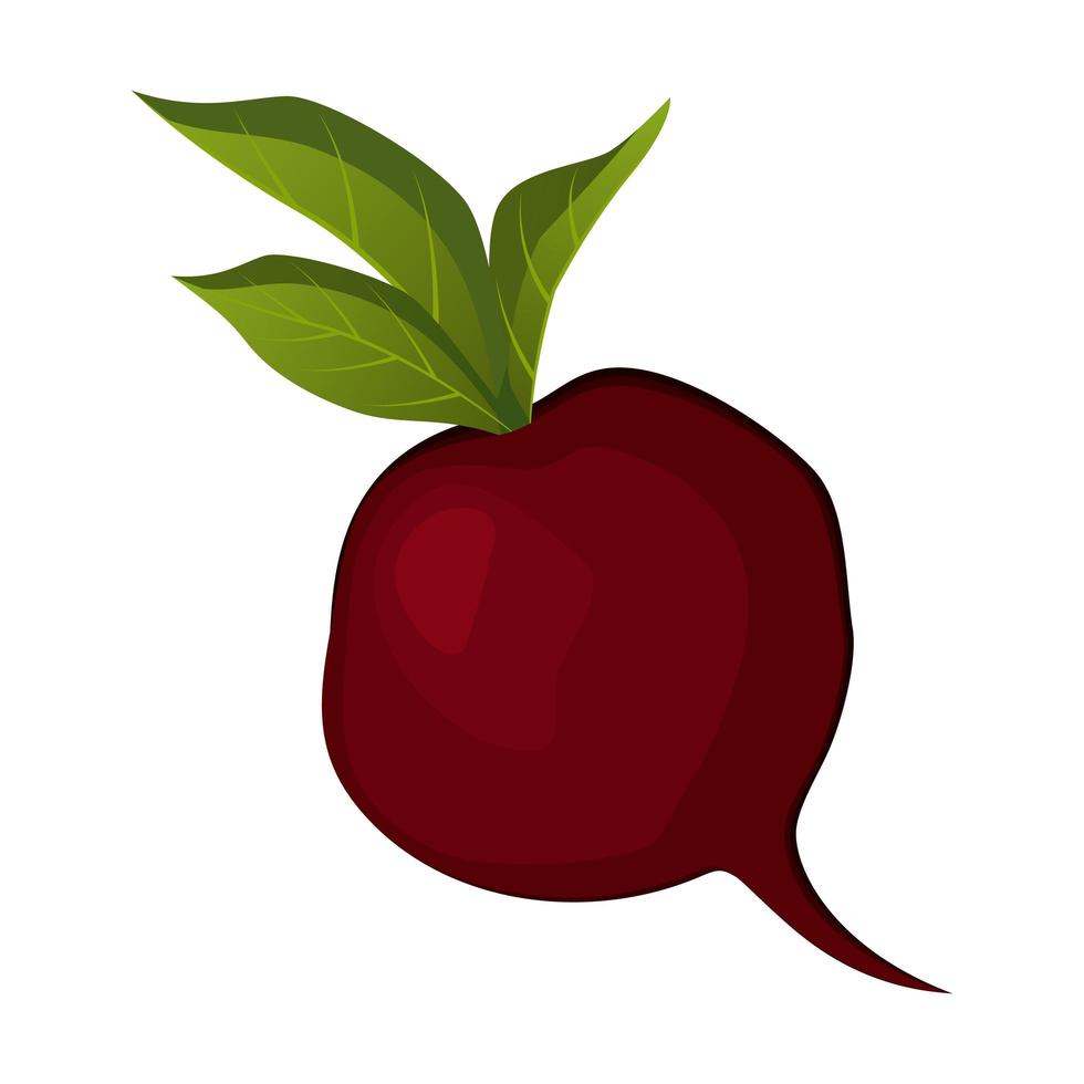 Realistic ripe fresh beetroot against white background - Vector