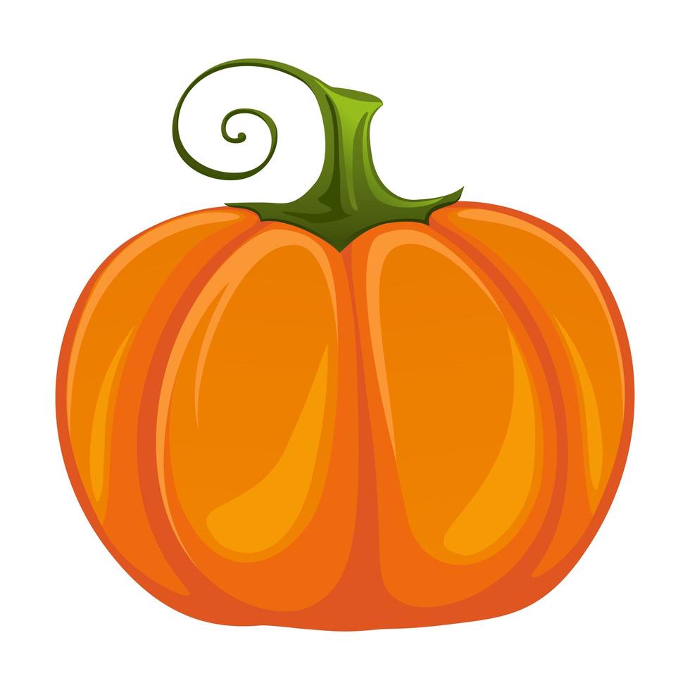 Realistic fresh ripe pumpkin isolated on white background - Vector