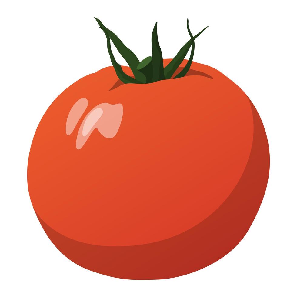 Realistic fresh ripe tomato against white background - Vector
