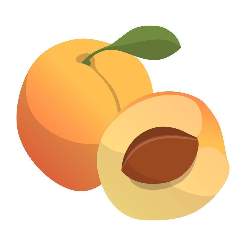 Realistic fresh ripe peach isolated on white background - Vector