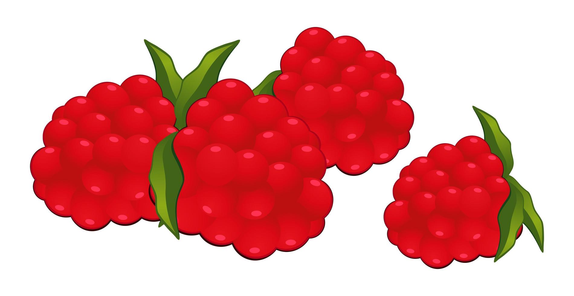 Realistic fresh red raspberry isolated on white background - Vector
