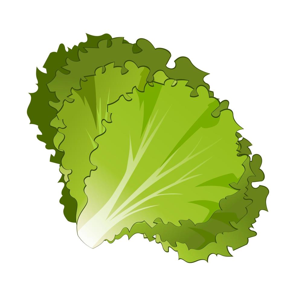 Realistic fresh lettuce leaves white background - Vector