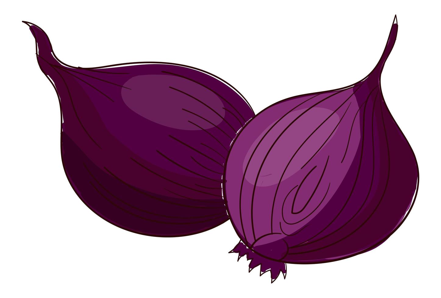 Realistic fresh onion isolated on white background - Vector