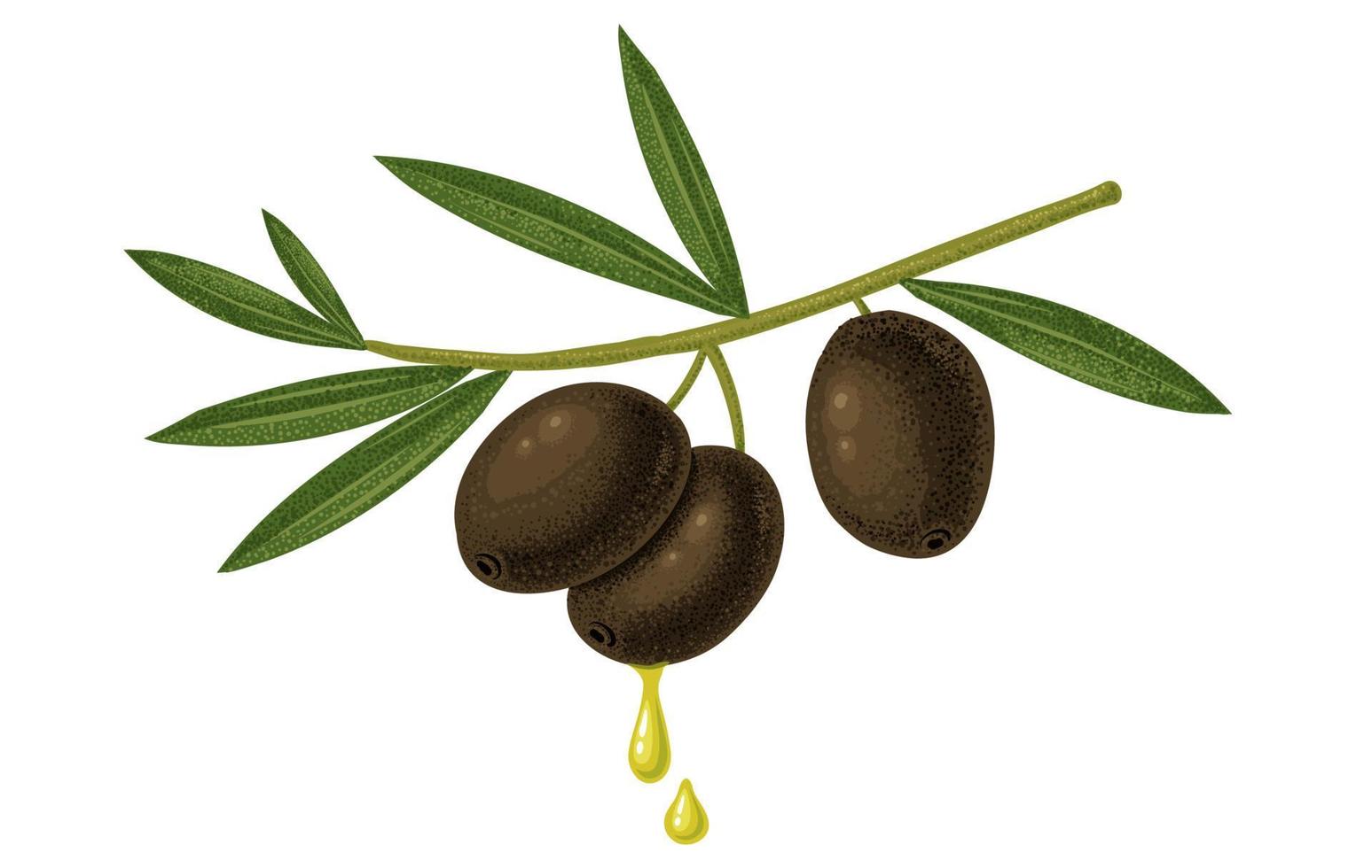 Vector vintage illustration of black olives and oil drops.