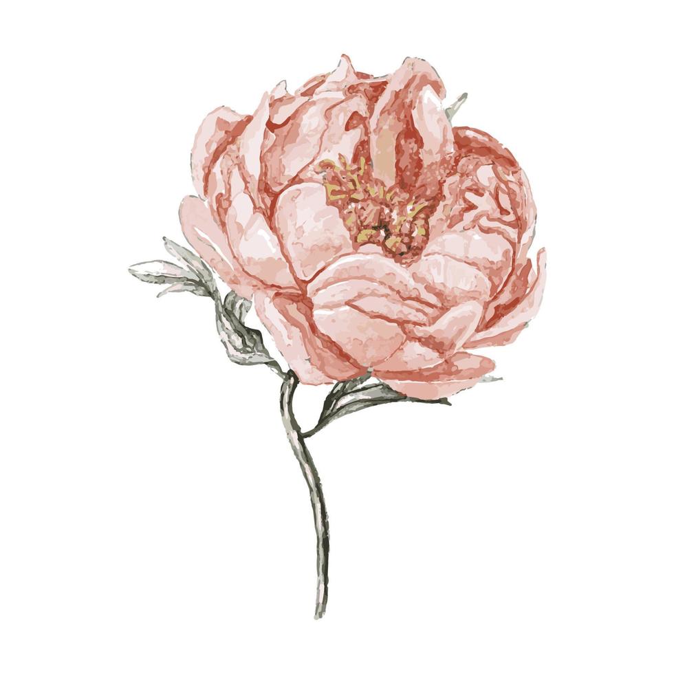 Watercolor Beige and Pink Peony Flower isolated on white background. Elegant floral element. Hand drawn isolated element for logo, cards, templates. vector