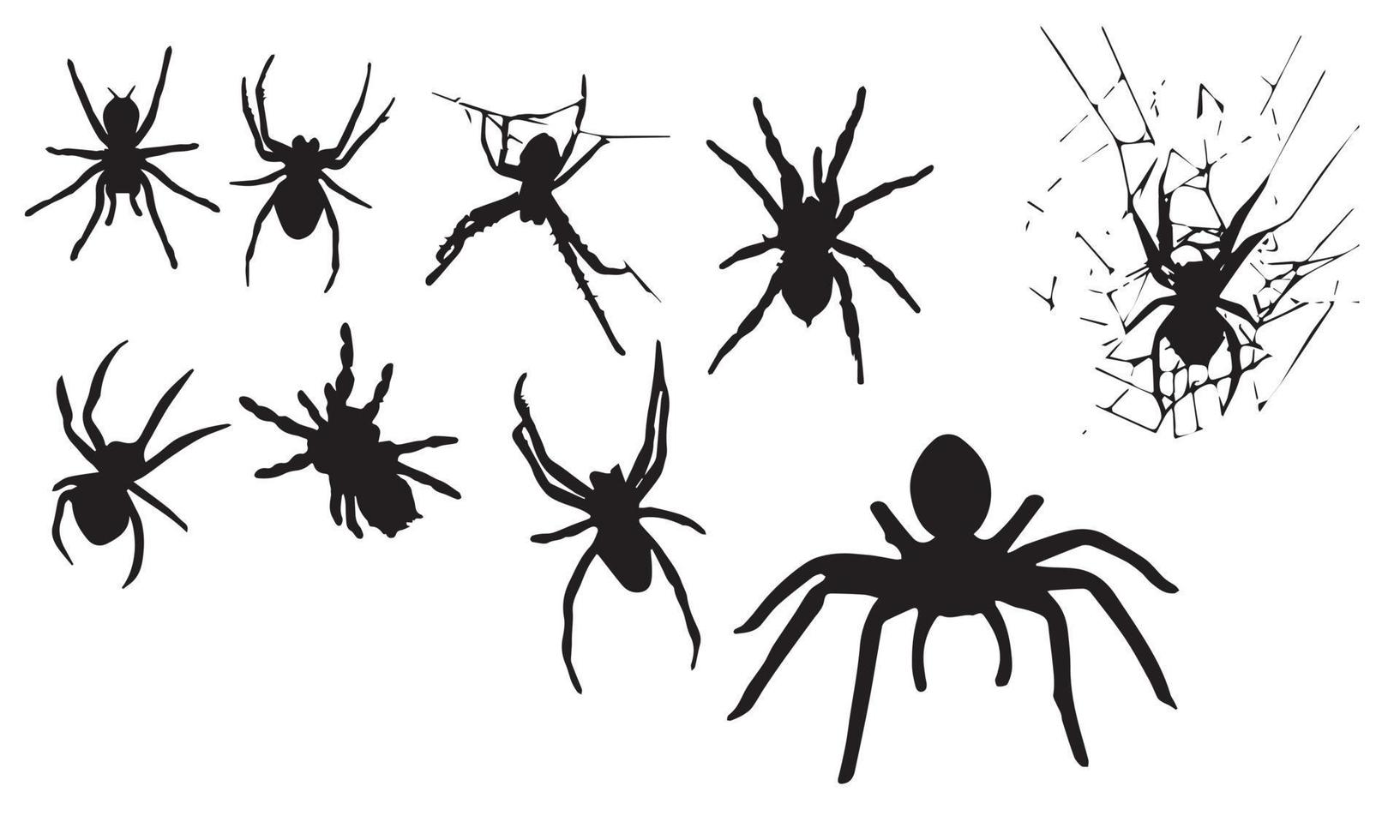 spider vector illustration design black and white collection