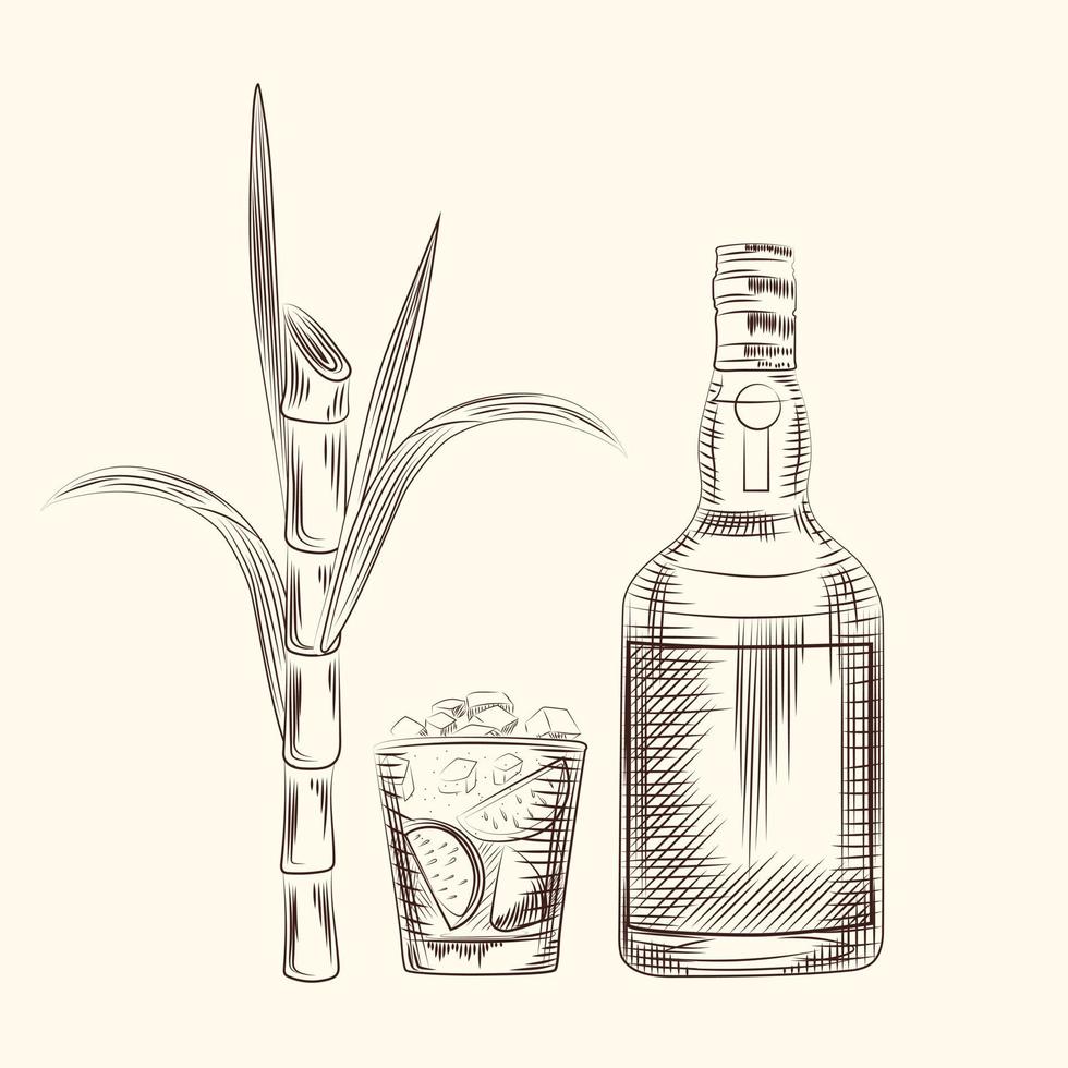 Hand draw cane leaves background. Alcohol drink, sugar plant stalks vector