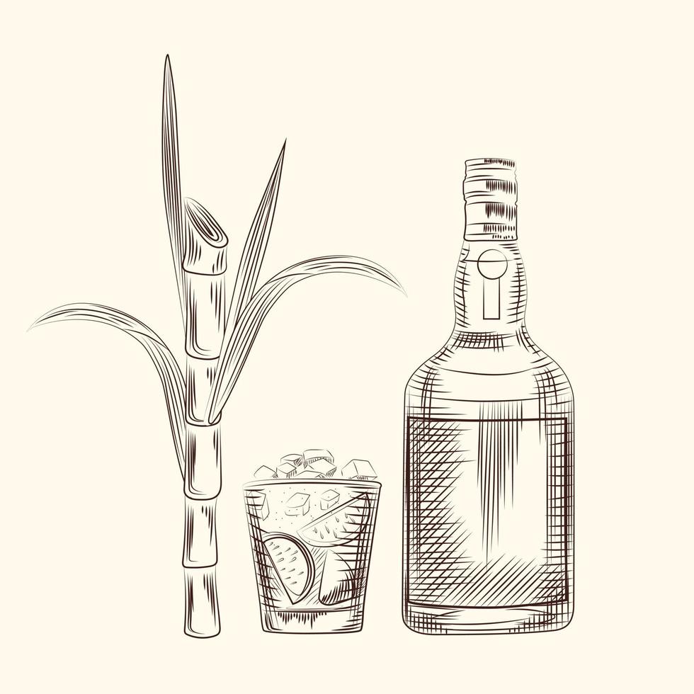 fondo de hojas de caña de dibujar a mano. bebida alcohólica, tallos de plantas de azúcar vector