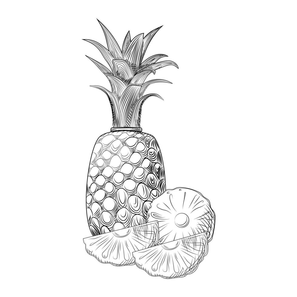 Pineapple fruit sketch. Slices of pineapple. Exotic tropical fruit. vector