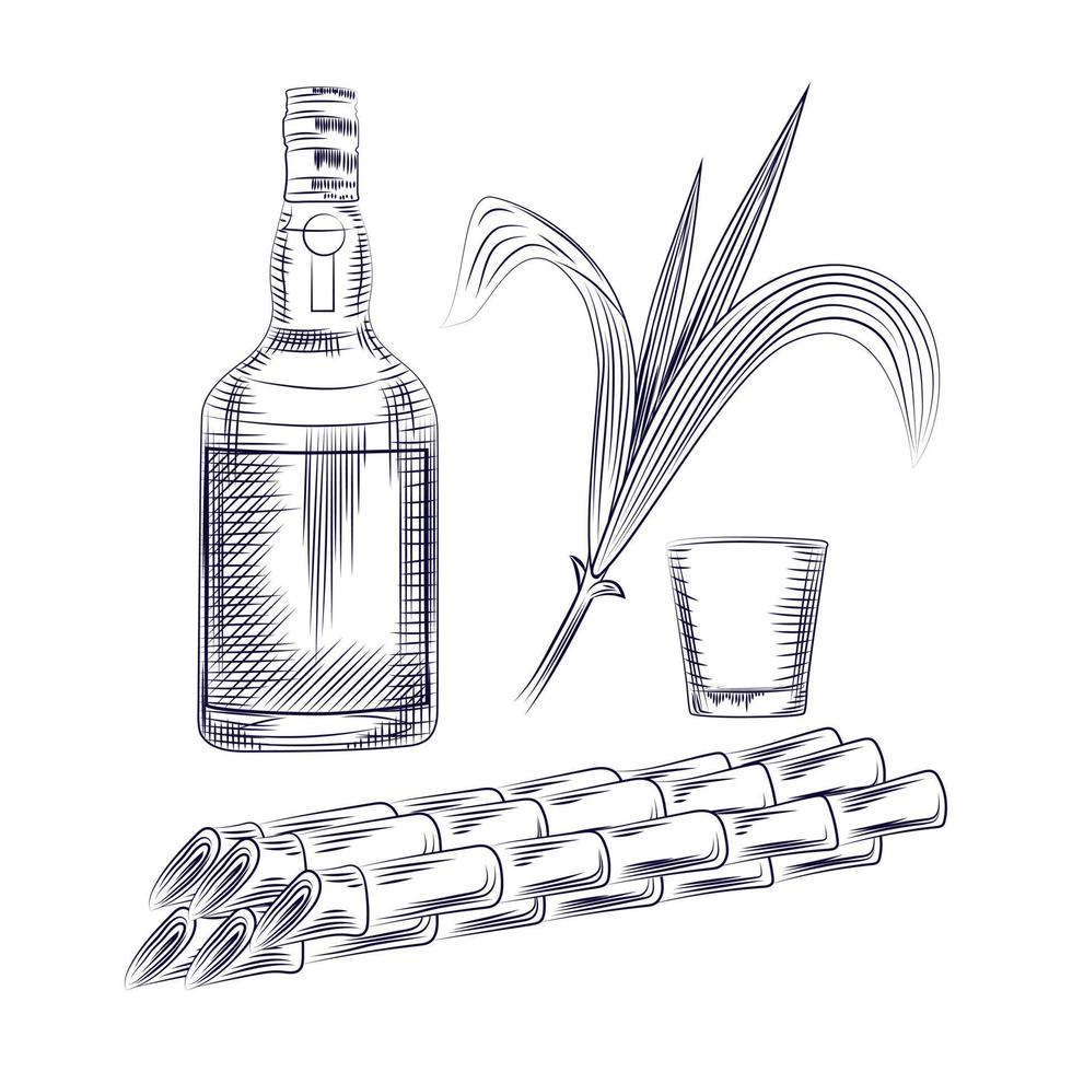 Hand draw cane leaves background. Alcohol drink, sugar plant stalks, vector