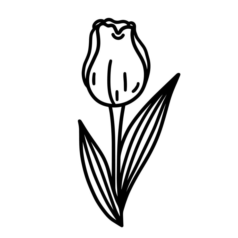 icono de vector de tulipán. ilustración dibujada a mano aislada sobre fondo blanco. hermosa flor de primavera con elegantes pétalos, hojas venosas. contorno de planta estacional, boceto botánico monocromático