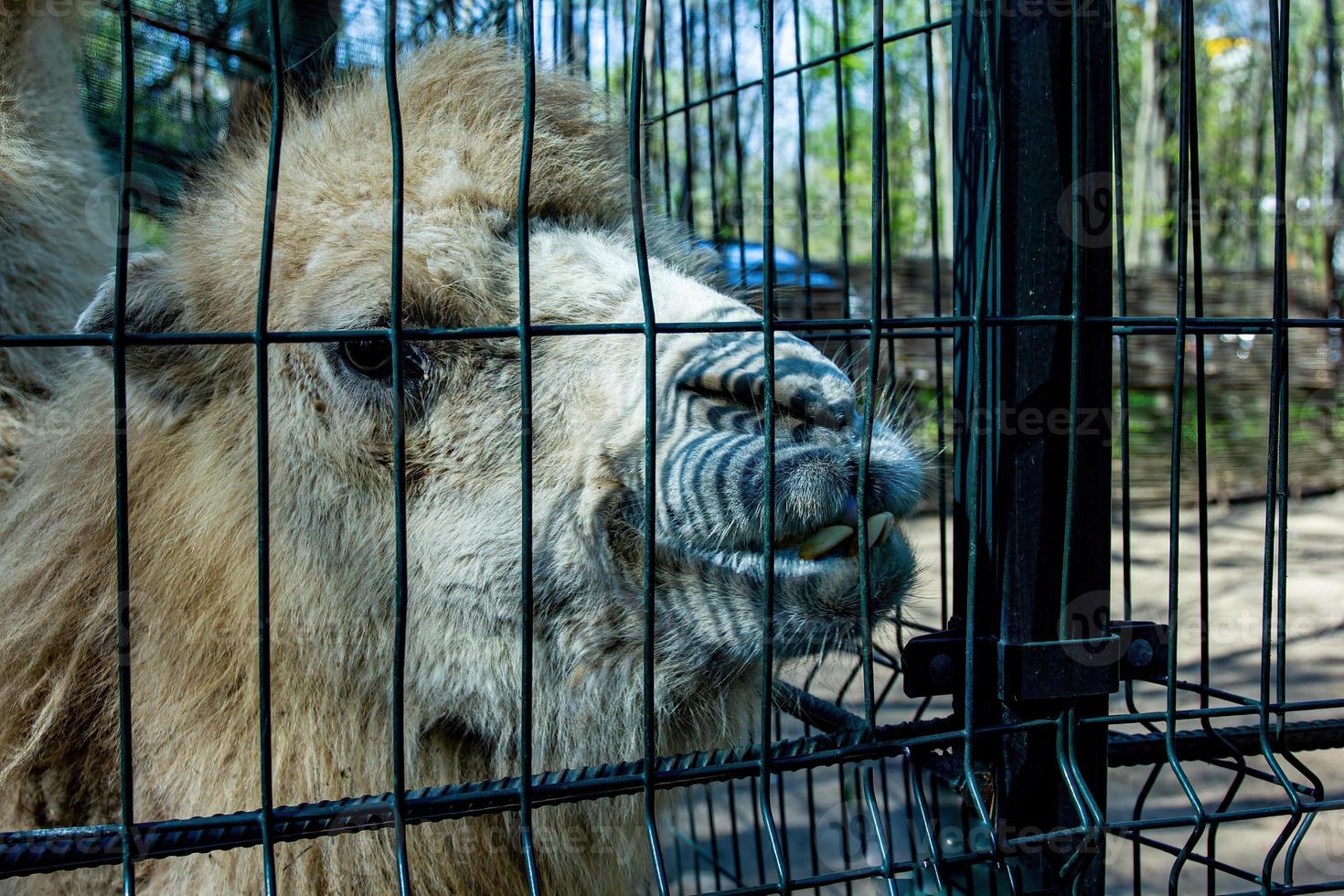 Big camel in the zoo. photo