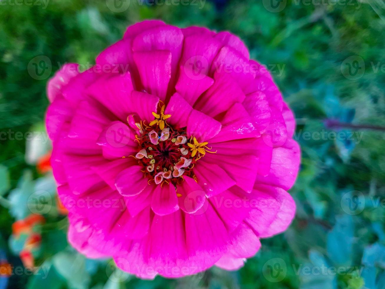 flor rosa esponjosa de cerca en el jardín foto